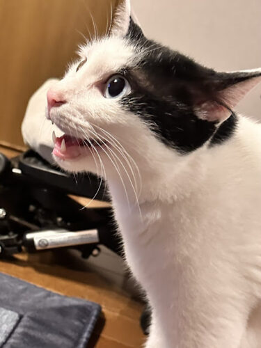 猫用グリニーズたろちゃんの横顔