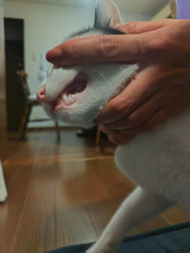 猫用グリニーズと猫の歯