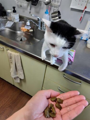 猫用グリニーズ「ちょうだい」するたろう